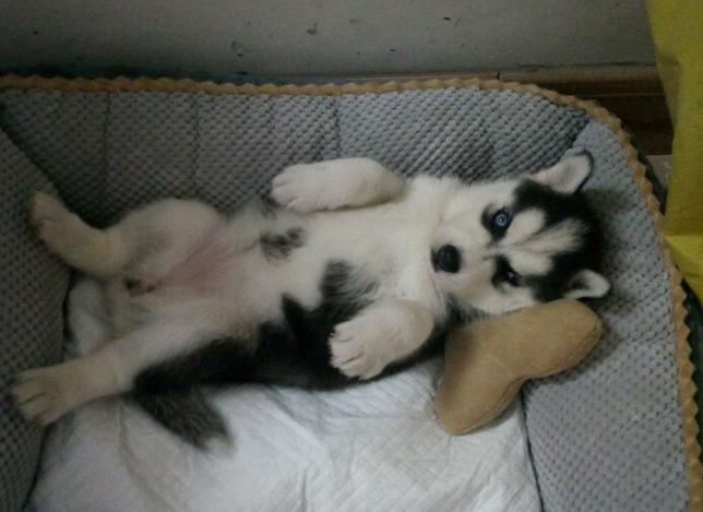 细小病毒对狗的伤害,宠物细小病毒感染