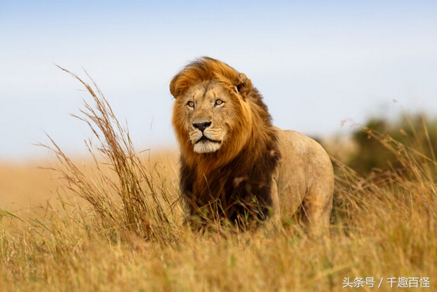 千趣百怪—非洲象西部利亚虎非洲狮棕熊犀牛大PK