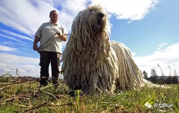 不止有漂亮脸蛋的狗狗，救援护卫导盲处处有它们的身影——服务犬