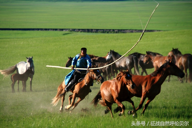 骑上草原的骏马跑一圈,骑上马马一直跟着马群怎么办
