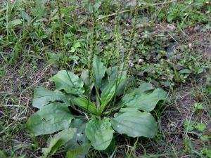 房前屋后的野菜,农村到处都是野菜