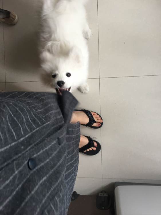 谨慎养猫有这6种坏处你能接受吗,养狗不要养萨摩耶