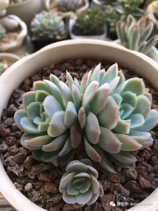 春日阳光下的绿植,阳台上最好看的多肉