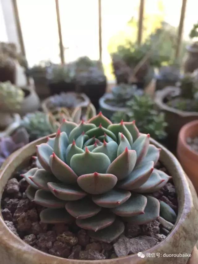 春日阳光下的绿植,阳台上最好看的多肉
