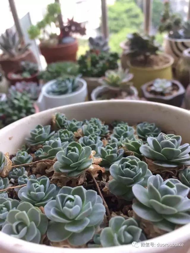 春日阳光下的绿植,阳台上最好看的多肉