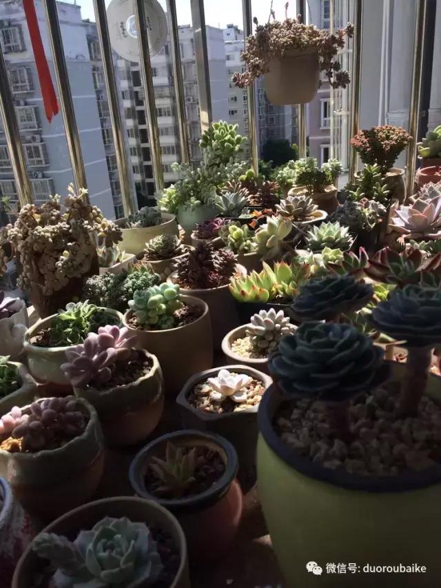 春日阳光下的绿植,阳台上最好看的多肉
