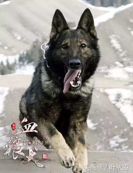 血狼犬狼犬大战,血狼犬打斗视频