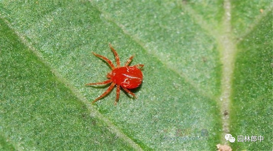 园林养护这个工作怎么样,园林绿地建植与养护管理