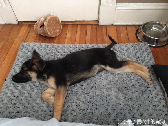 德牧小时候很淘气,德牧多大就不淘气了