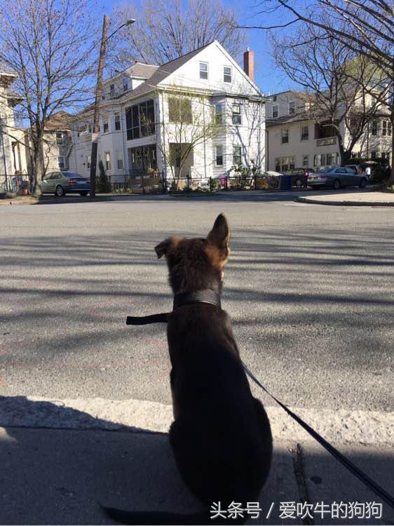 德牧小时候很淘气,德牧多大就不淘气了