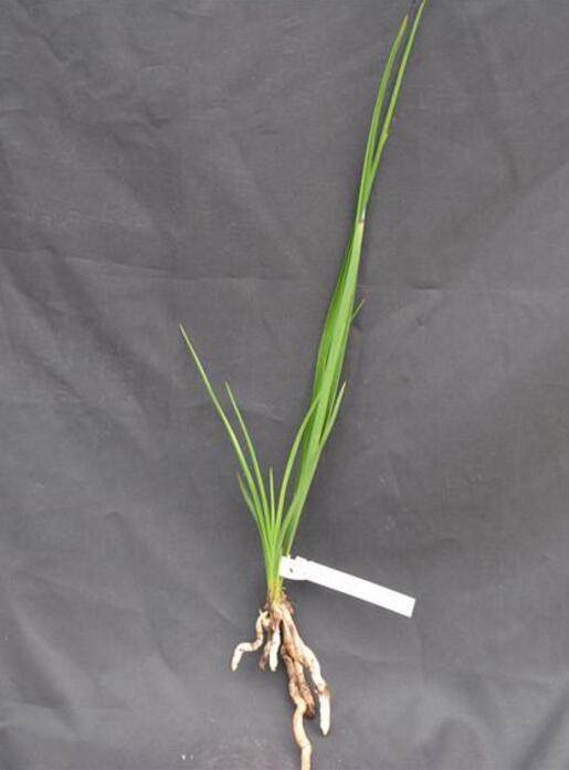 河南农村最常见的野草,河南农村常见的野草