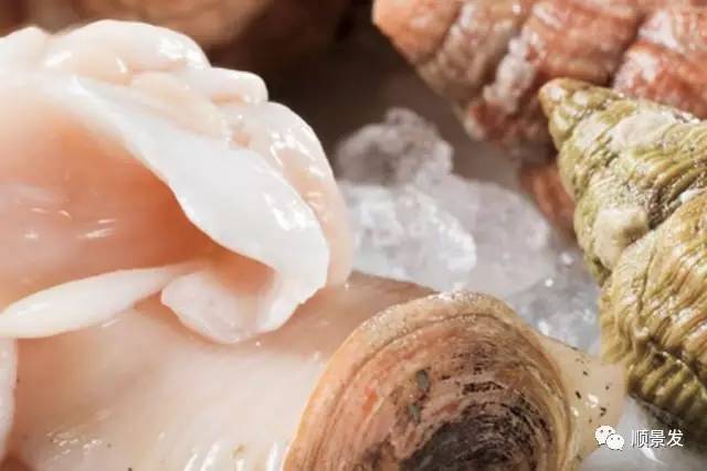 十种常见贝类海鲜图片,贝类海鲜全图