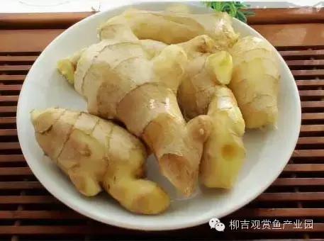 观赏鱼生病不用着急，家中食材也能治鱼病