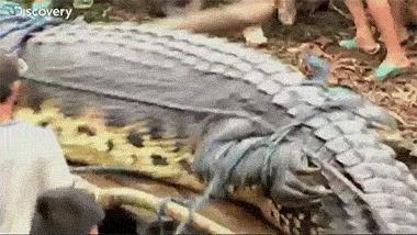 网友养了一群哈士奇,被网友养崩溃的哈士奇