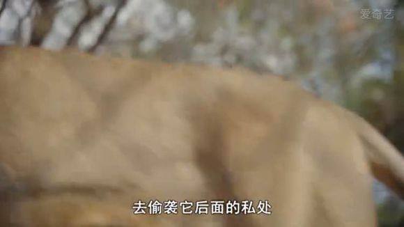 5只平头哥大战一头狮子,狮子隔着铁网吼了平头哥一声