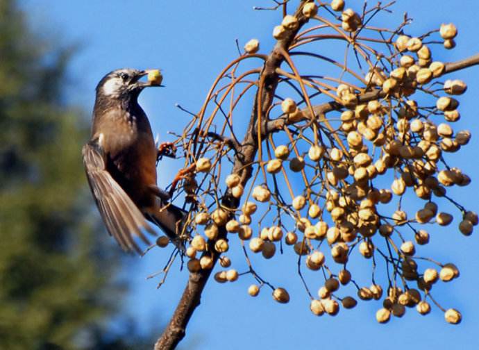 苦楝树全身都是苦的吗,苦楝树为什么消失了