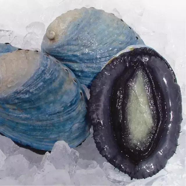 新西兰7种绝美海鲜与河鲜,新西兰海鲜有哪些