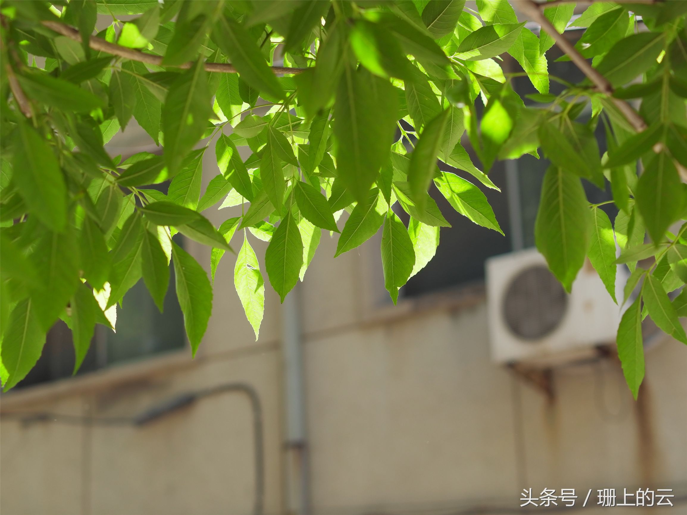 小蚁最新微单,小白体验八大旗舰手机