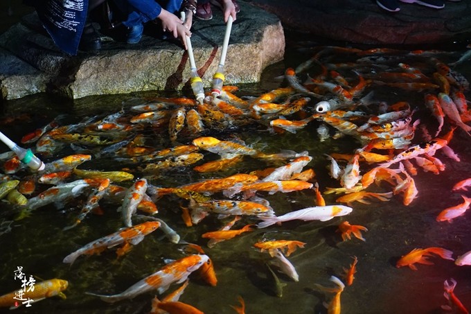 泉城欧乐堡动物王国夏天怎么去,泉城欧乐堡梦幻世界星空过山车