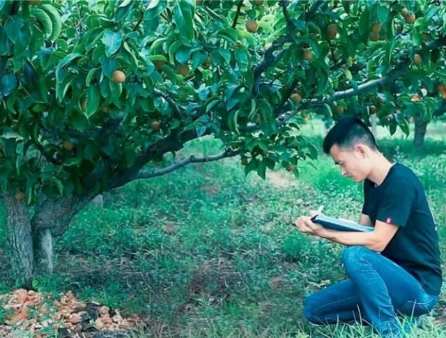 他辞去500强企业的工作,毅然决然开荒种梨,最后怎么样了