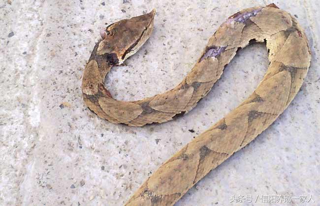 被五步蛇咬了怎么办三种方法,被五步蛇咬了怎么办搞笑回答