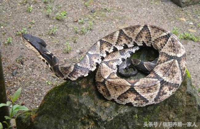 被五步蛇咬了怎么办三种方法,被五步蛇咬了怎么办搞笑回答