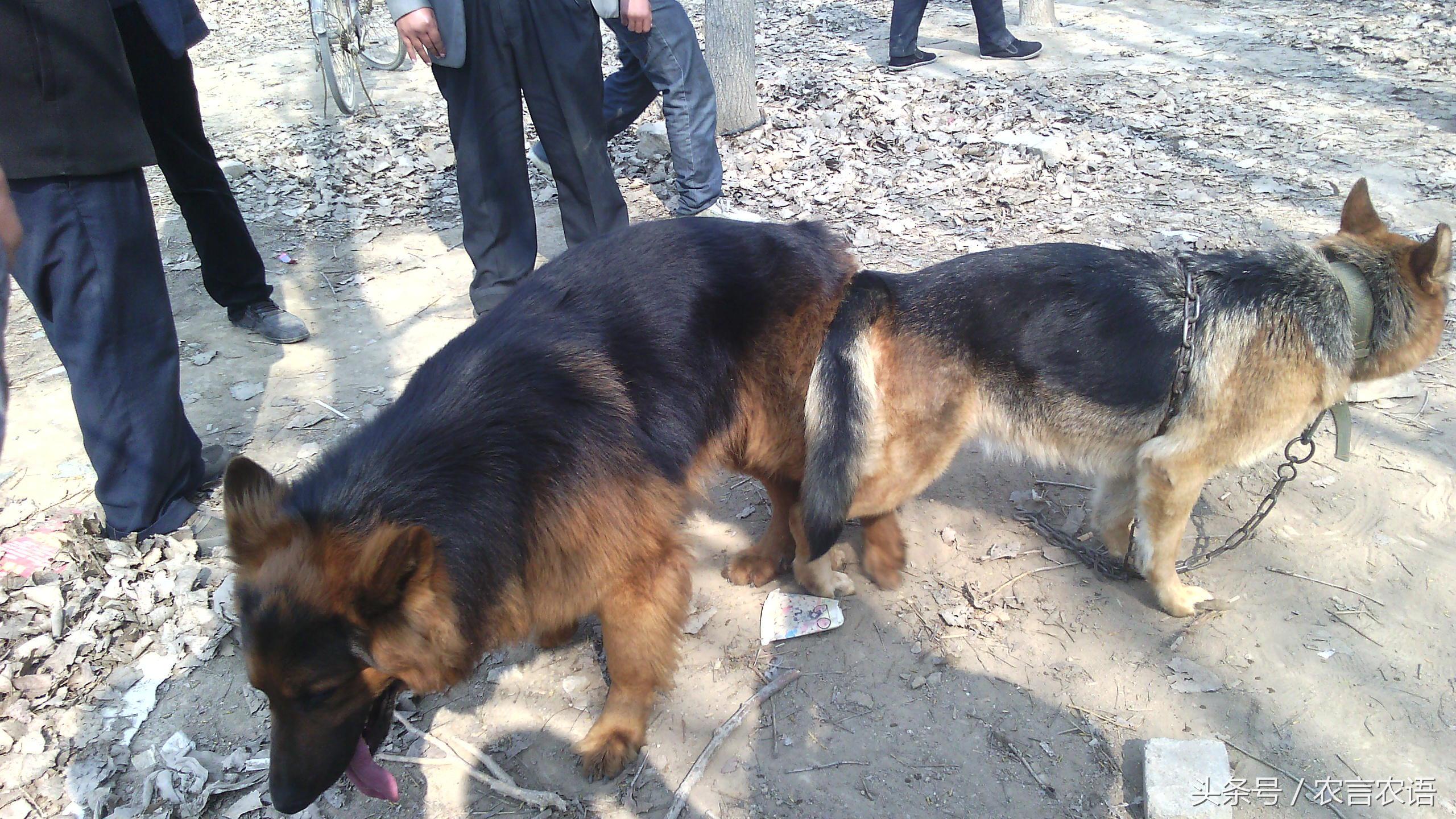 农村养鸡收益高吗,养鸡养鸭一年挣多少钱