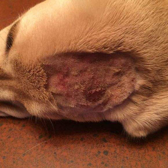 猫咪疾病科普猫咪感冒吃什么药,猫咪皮肤病咨询