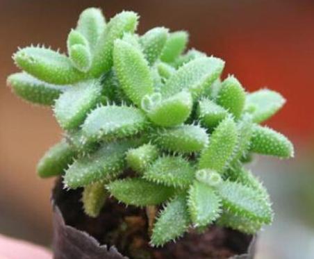 叶子粗圆硬有花纹的多肉植物,苍耳多肉植物