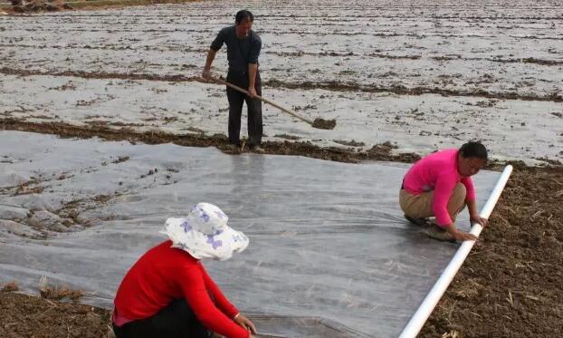 中国国际大蒜网邳州大蒜今日行情,世界大蒜看金乡