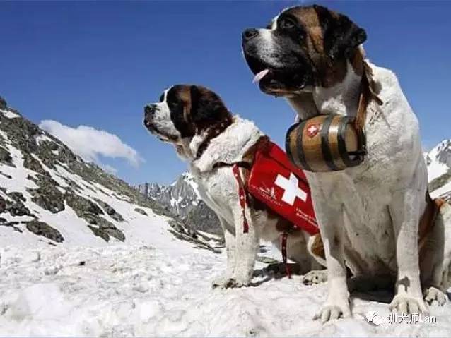 不止有漂亮脸蛋的狗狗，救援护卫导盲处处有它们的身影——服务犬