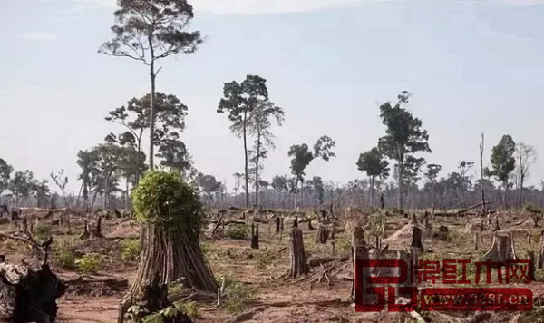 全联艺术红木家具专委员会与品牌红木呼吁善待每块红木