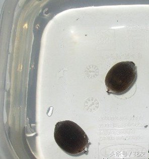 碗莲种植方法全过程图解,碗莲种植全过程图解