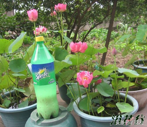 碗莲种植方法全过程图解,碗莲种植全过程图解