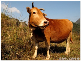 小儿无辜受雷劈,众人皆言此人不善厌恶之,岂料二十年后都来巴结
