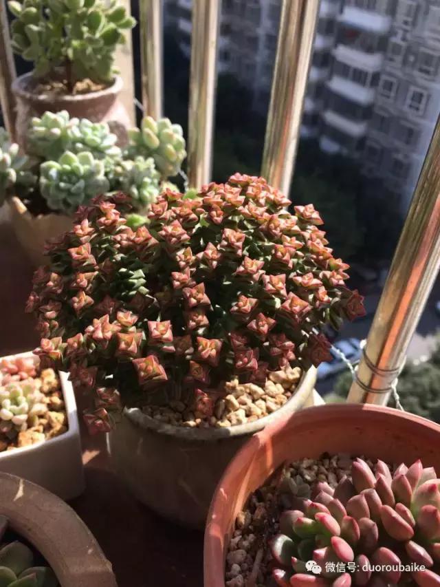 春日阳光下的绿植,阳台上最好看的多肉