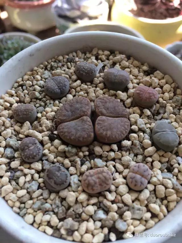 春日阳光下的绿植,阳台上最好看的多肉