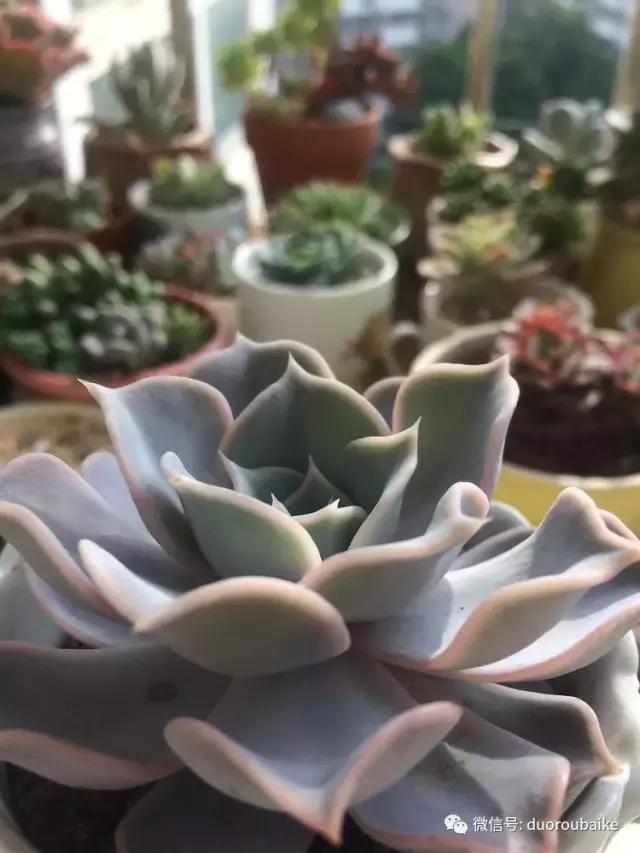 春日阳光下的绿植,阳台上最好看的多肉