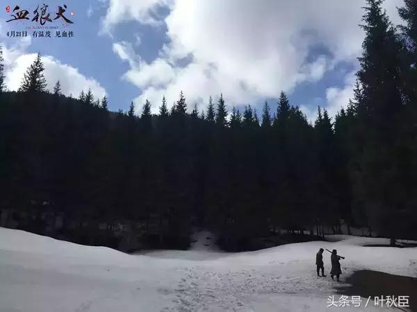 血狼犬狼犬大战,血狼犬打斗视频