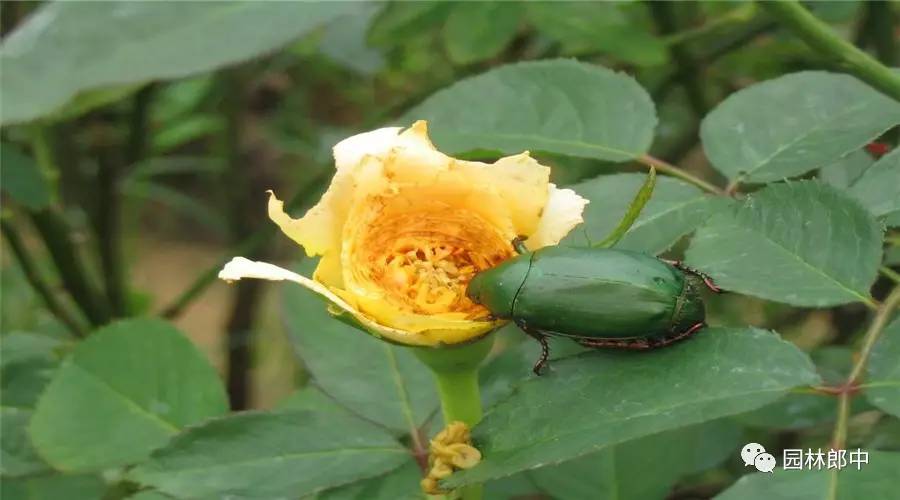 园林养护这个工作怎么样,园林绿地建植与养护管理