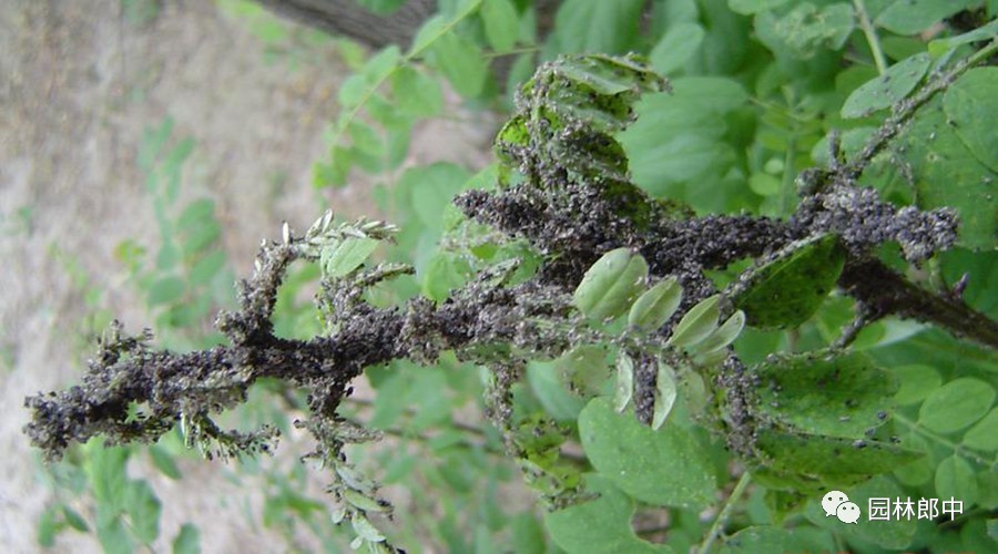 园林养护这个工作怎么样,园林绿地建植与养护管理