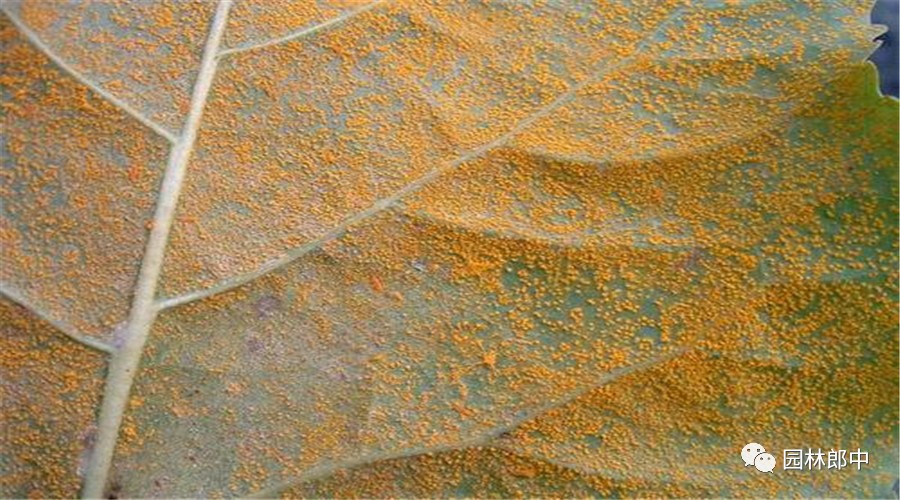 园林养护这个工作怎么样,园林绿地建植与养护管理