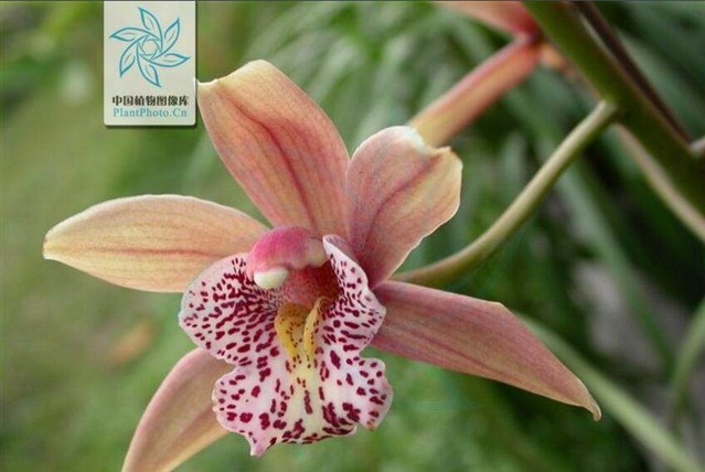 河南农村最常见的野草,河南农村常见的野草