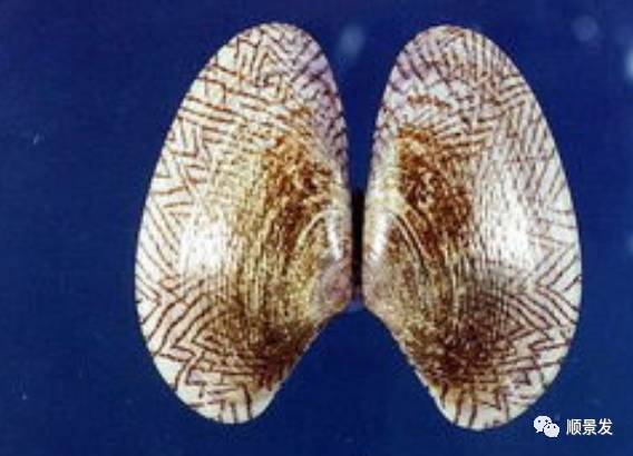 十种常见贝类海鲜图片,贝类海鲜全图