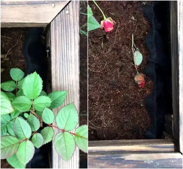 低成本自己改造屋顶花园,自己动手建房子花园