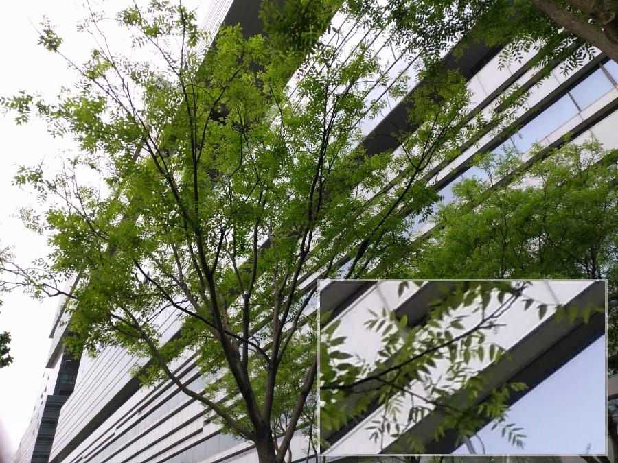 金立m6splus与金立m6,金立m6splus黑色怎么样