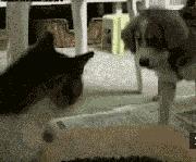 网友养了一群哈士奇,被网友养崩溃的哈士奇