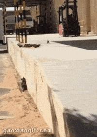 网友养了一群哈士奇,被网友养崩溃的哈士奇