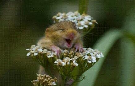 网友养了一群哈士奇,被网友养崩溃的哈士奇