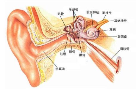 蟑螂爬进耳朵里有什么感觉,蟑螂爬进耳朵里面该怎么办
